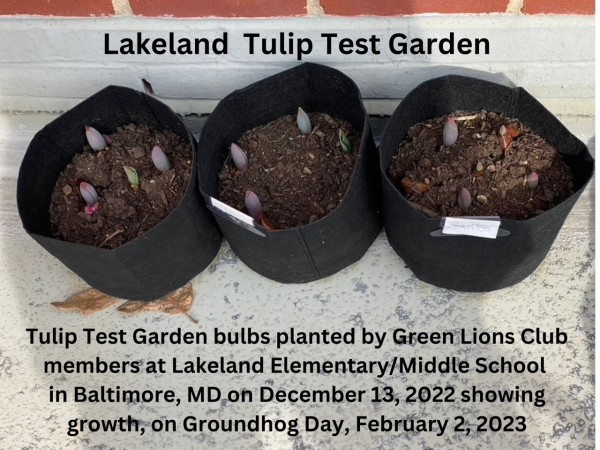 three pots of tulips emerging through dirt