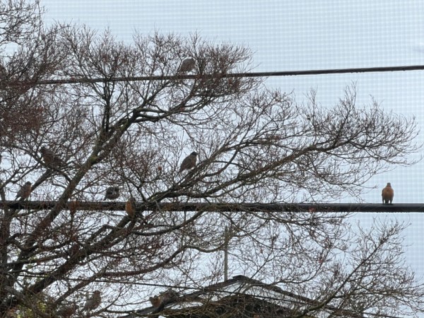 Robins in tree and on wires