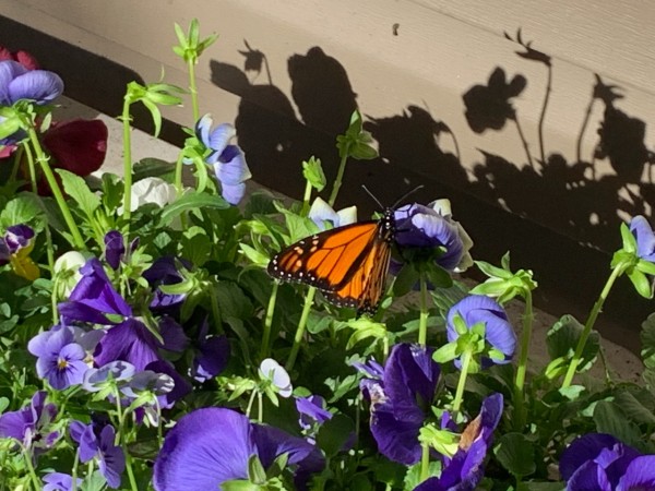 monarch among purple pansies