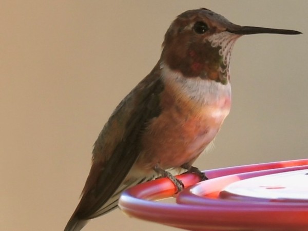 Rufous hummingbird perched on feeder