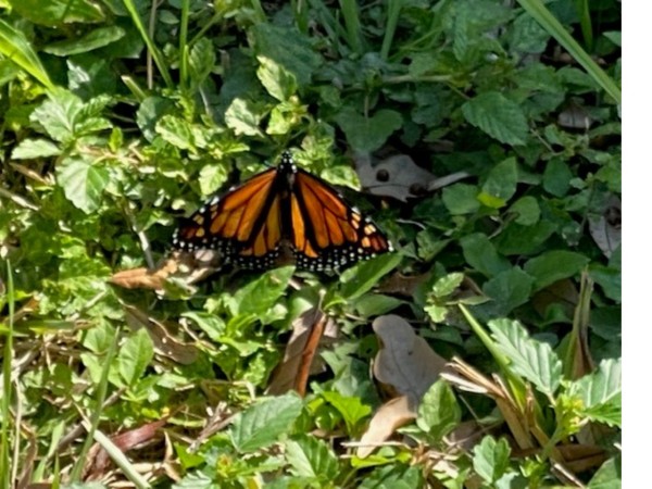 monarch on a bunch of green plants