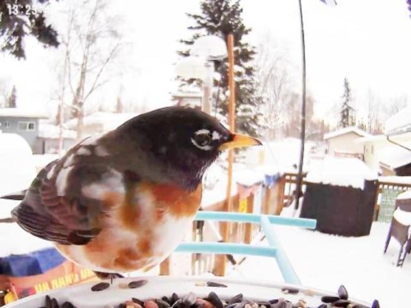 Leucistic robin in Alaska on feeder