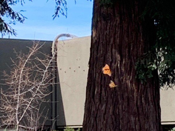 monarchs flying in front of a tree with a building in the background
