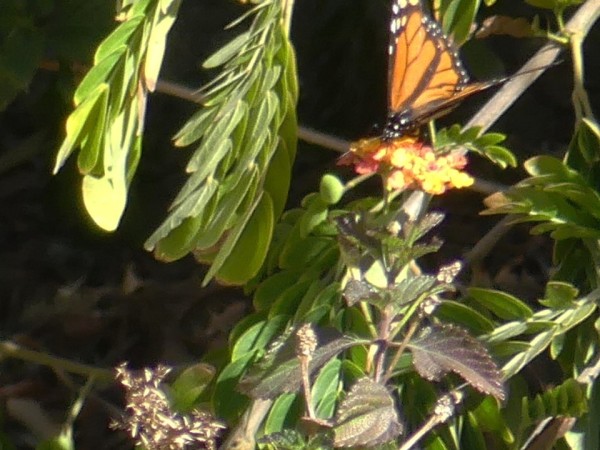 monarch on a branch