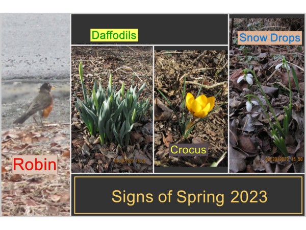 Multiple signs of spring including Robin, Daffodils, Crocus, and Snowdrops