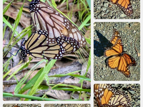 Collage of mating monarchs 