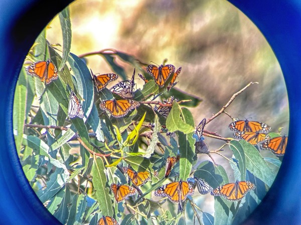 monarch through bionoculars 