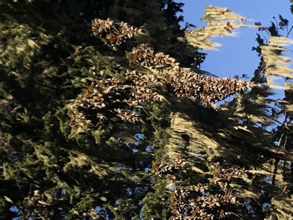 monarch roost in eucalyptus trees in Pacific Grove Sanctuary, CA