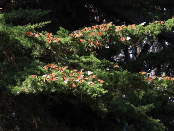 monarchs resting on a branch in Lighthouse Field, CA