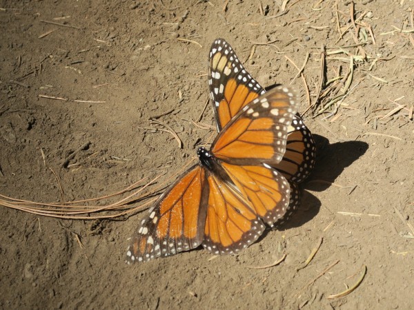 Monarch mating at the sanctuary in Mexico. The soil is extremely dry. 
