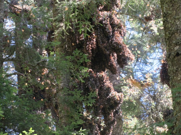 monarchs in oyamel fir trees