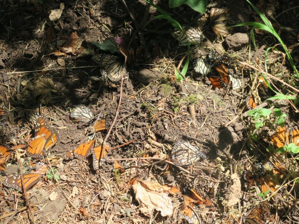 dead monarchs on dry ground