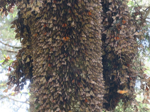 monarchs covering the trunk of a tree