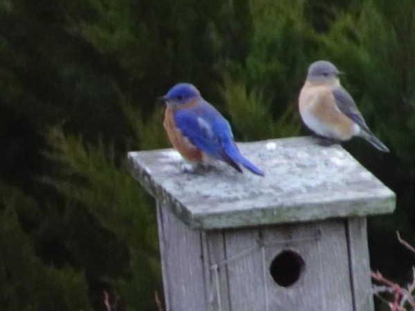 Two Bluebirds on top of a birdhouse