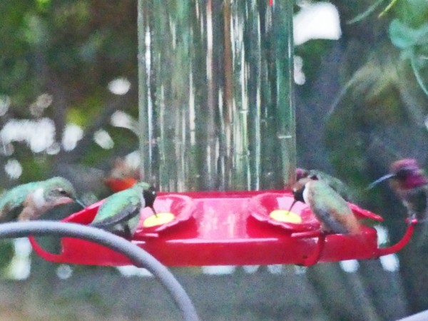 group of anna's hummingbirds at feeder