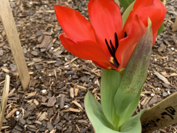 Red tulip blooming from ground