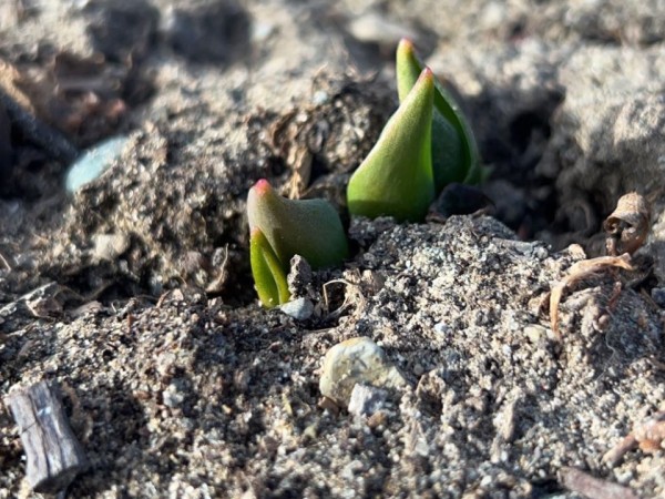 Tulip green emergence from soil