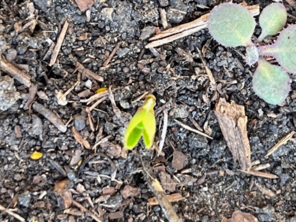 very short milkweed sprout