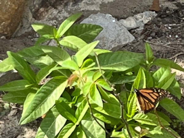 monarch first sighted