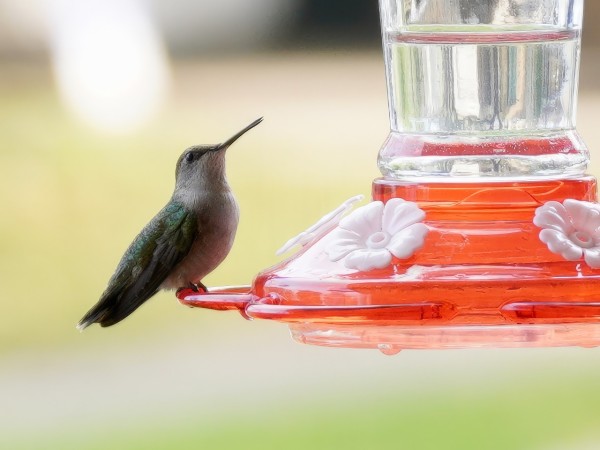 Ruby throated hummingbird at feeder 