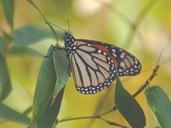monarch resting on leaf