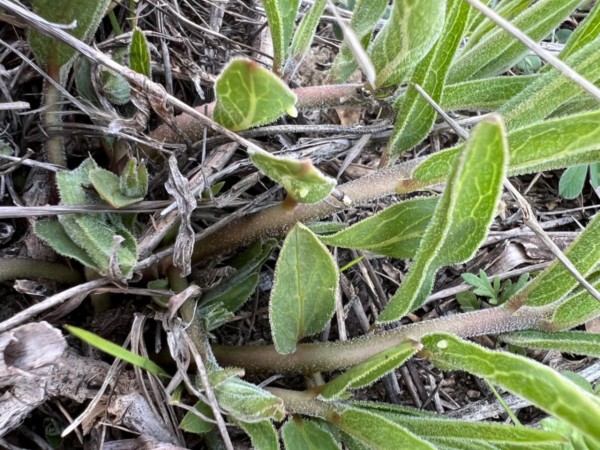 monarch eggs on milkweed