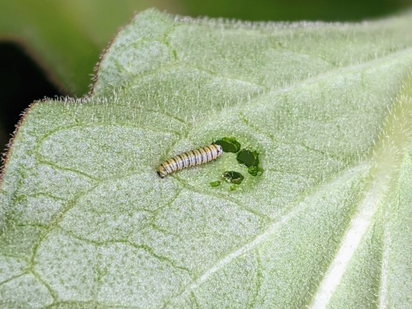 monarch larvae on leaf