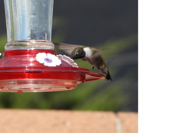 hummingbird a hoover at feeder
