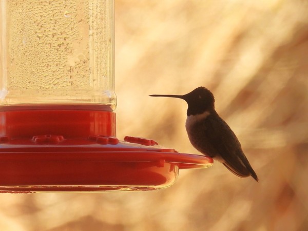 black chinned hummingbird at feeder