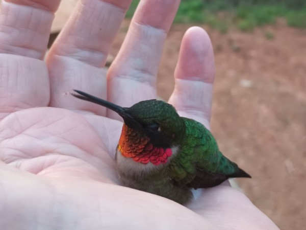 Ruby throated hummingbird