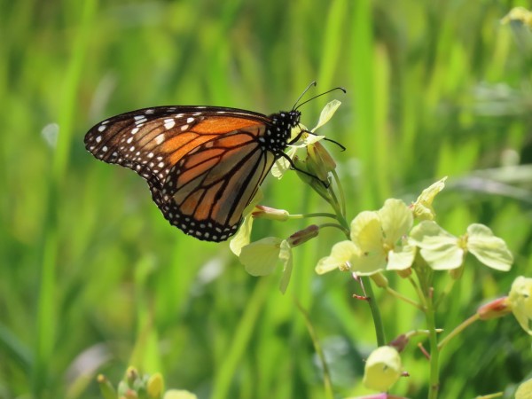 monarch resting on flower