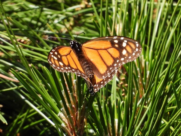 monarch on pine tree
