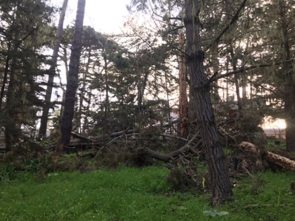 trees downed by storms along coastal CA