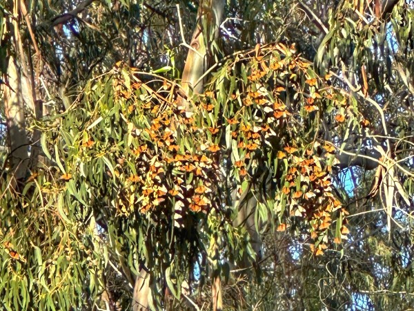 monarchs roosting in eucalyptus trees in Pismo Beach Butterfly Sanctuary, CA 