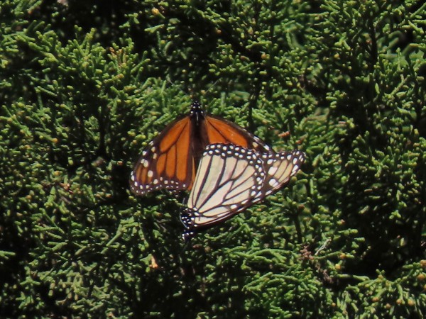 monarchs mating