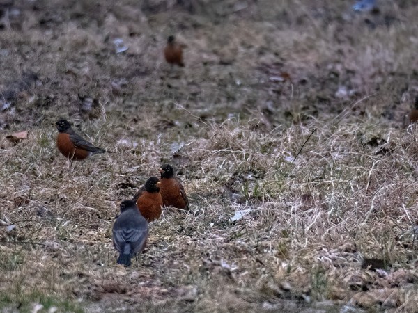 Robins flocking on ground