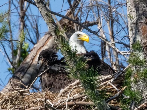 Bald Eagles in nest