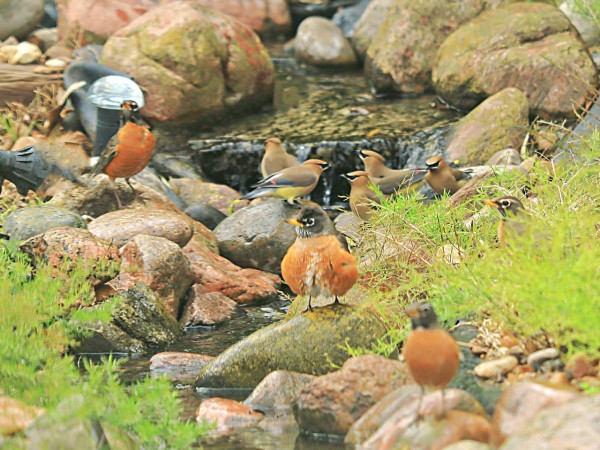 American Robins and Cedar Waxwings splashing in a creek
