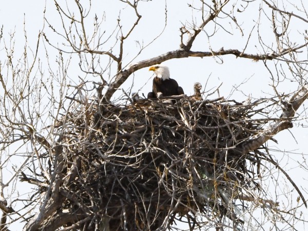 Bald Eagles in nest