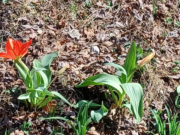 Red tulips blooming from ground