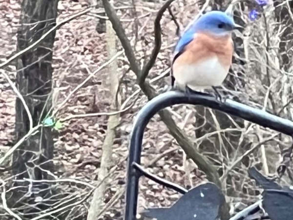 Bluebird perched on feeder post