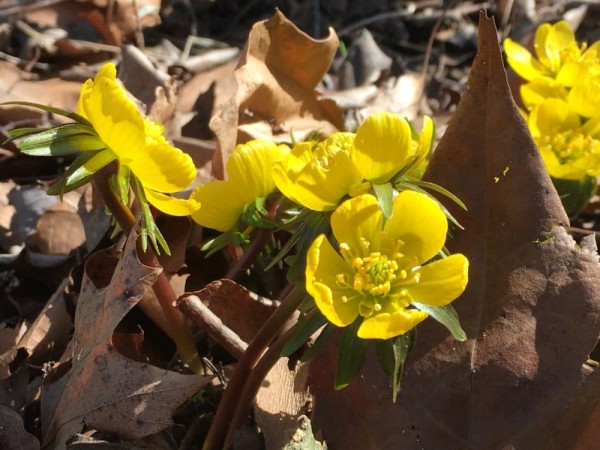 Daffodils and Winter Aconites in bloom