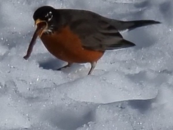 American Robin tugs on worm from snow-covered ground