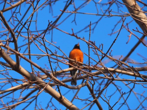 Robin perched in tree against blue sky