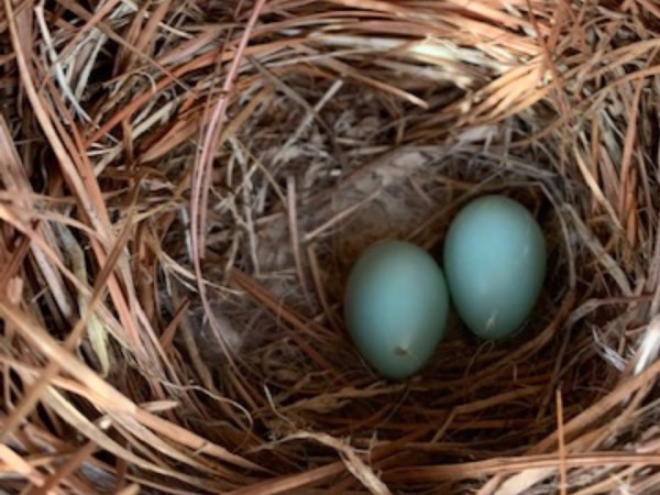 Two Bluebird eggs in nest