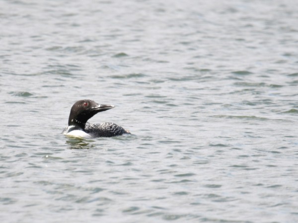Common loon in lake