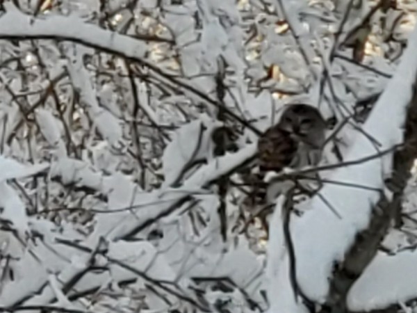 Northern Barred Owl in a snowy tree