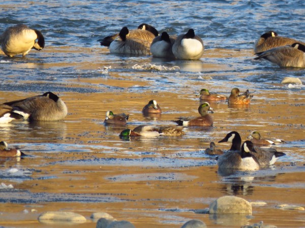 American Wigeon among other ducks in water