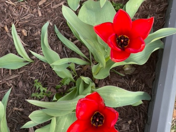Two red tulips blooming in soil