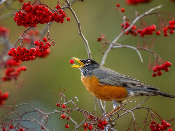 Robin in tree eating red fruit